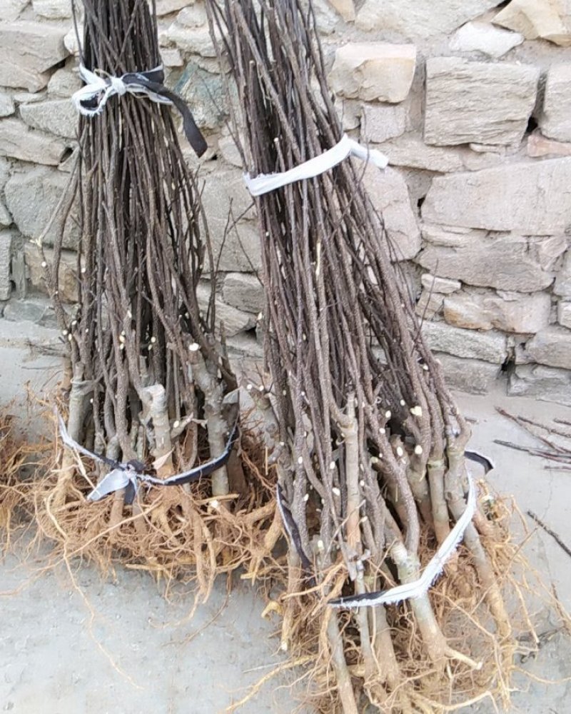 无刺大红袍花椒苗包证质量提供种植技术