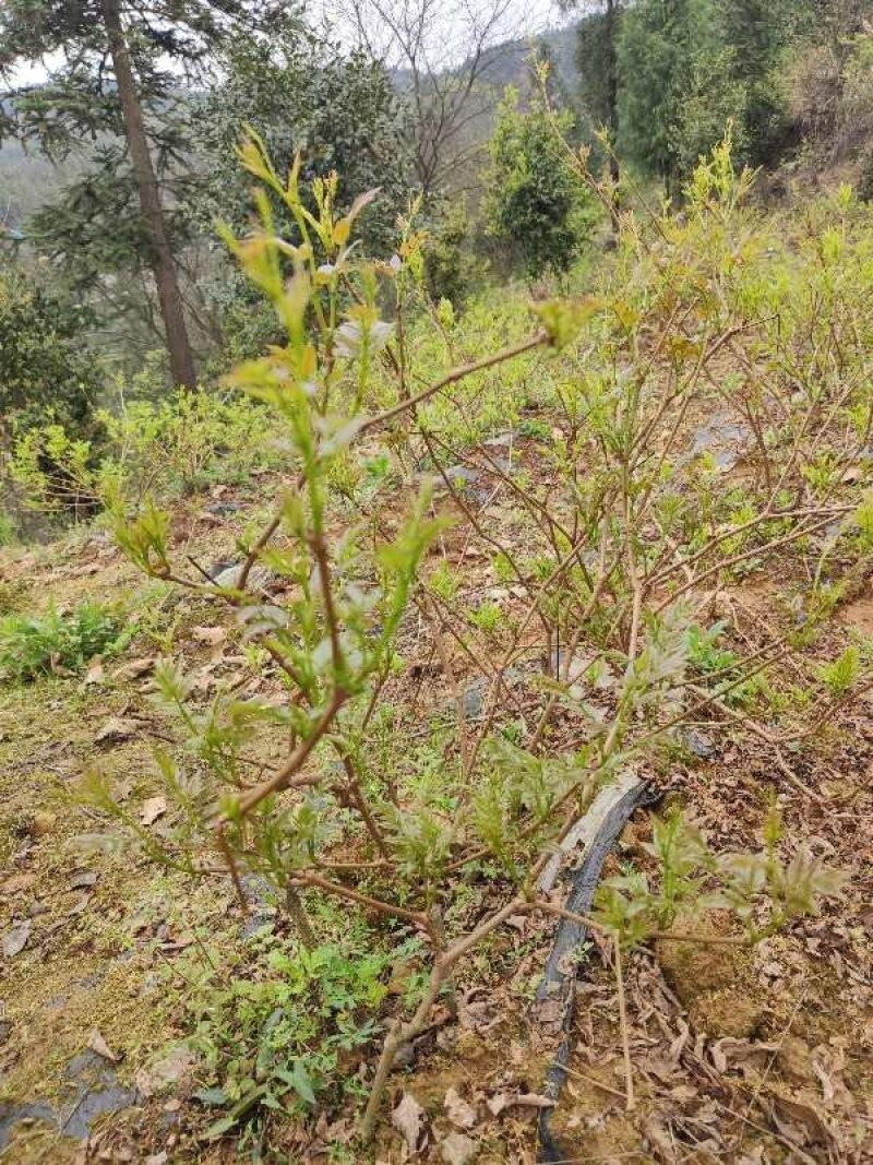 明后茶马上出来了