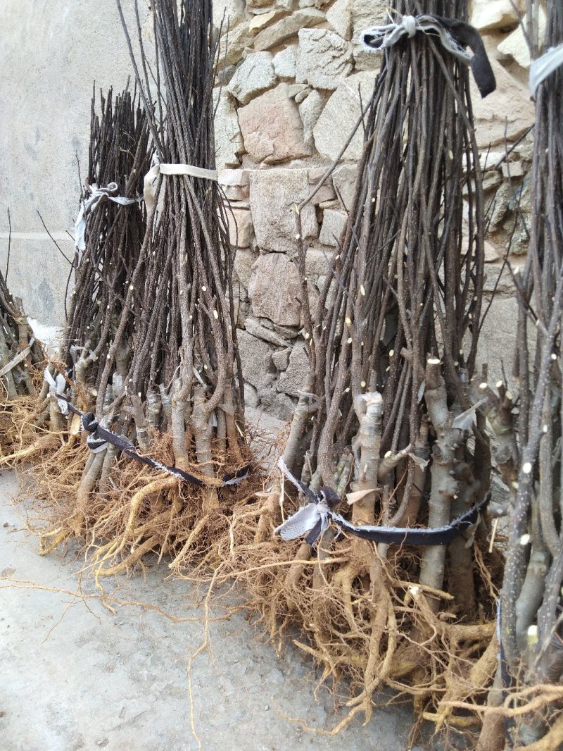 无刺大红袍花椒苗包证质量提供种植技术