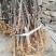 无刺大红袍花椒苗包证质量提供种植技术