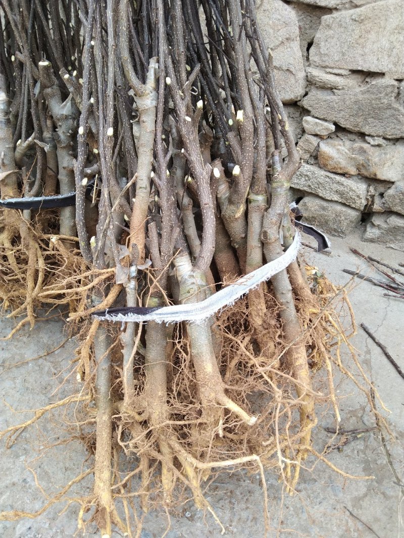 无刺大红袍花椒苗包证质量提供种植技术