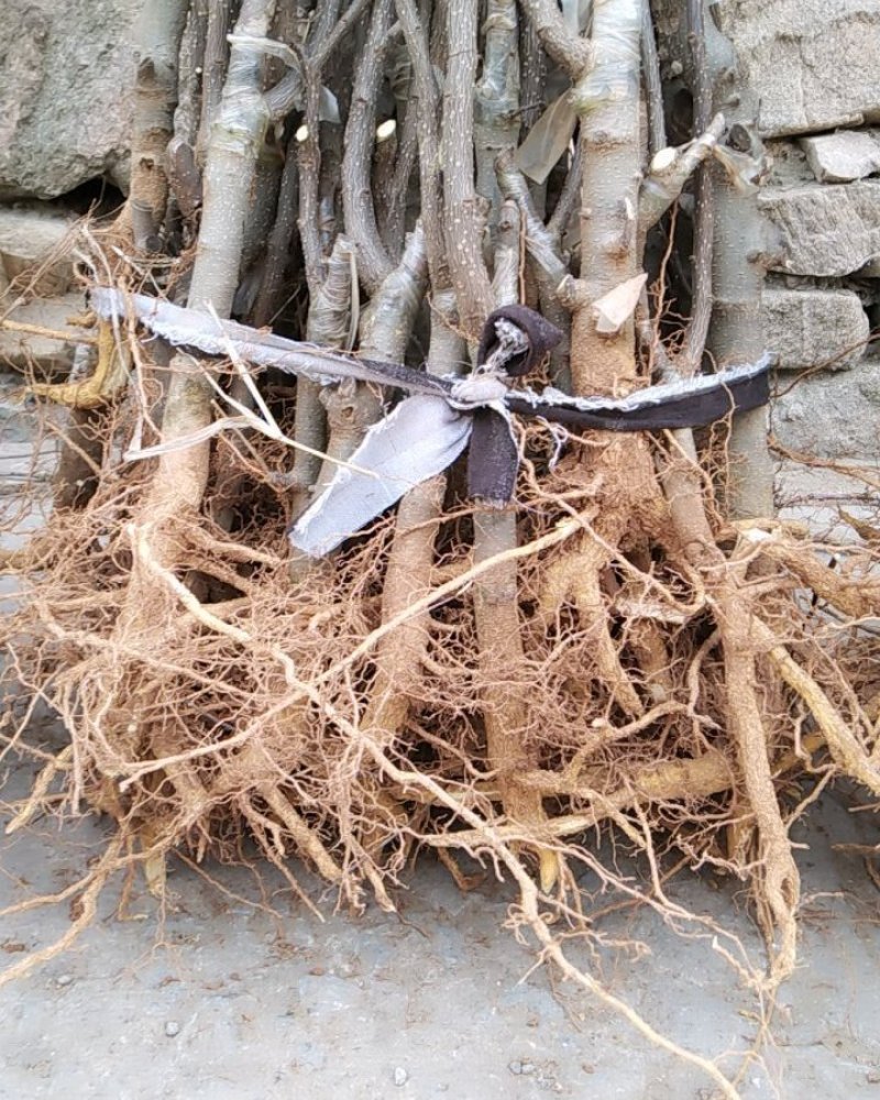 无刺大红袍花椒苗包证质量提供种植技术