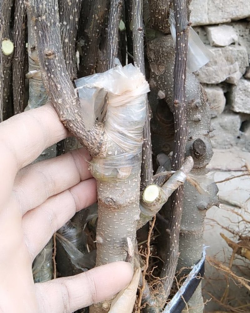 无刺大红袍花椒苗包证质量提供种植技术