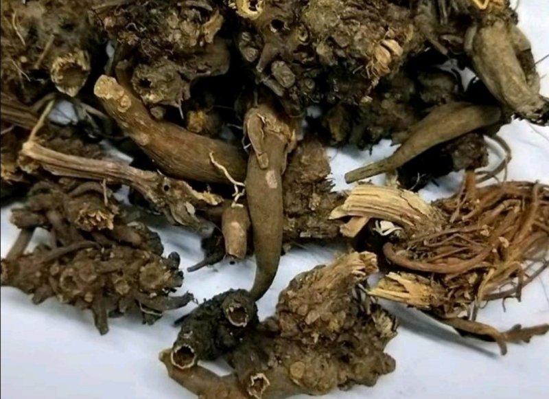 酸模根,产地直供，质优价实，品质保证，药典标准道地良药