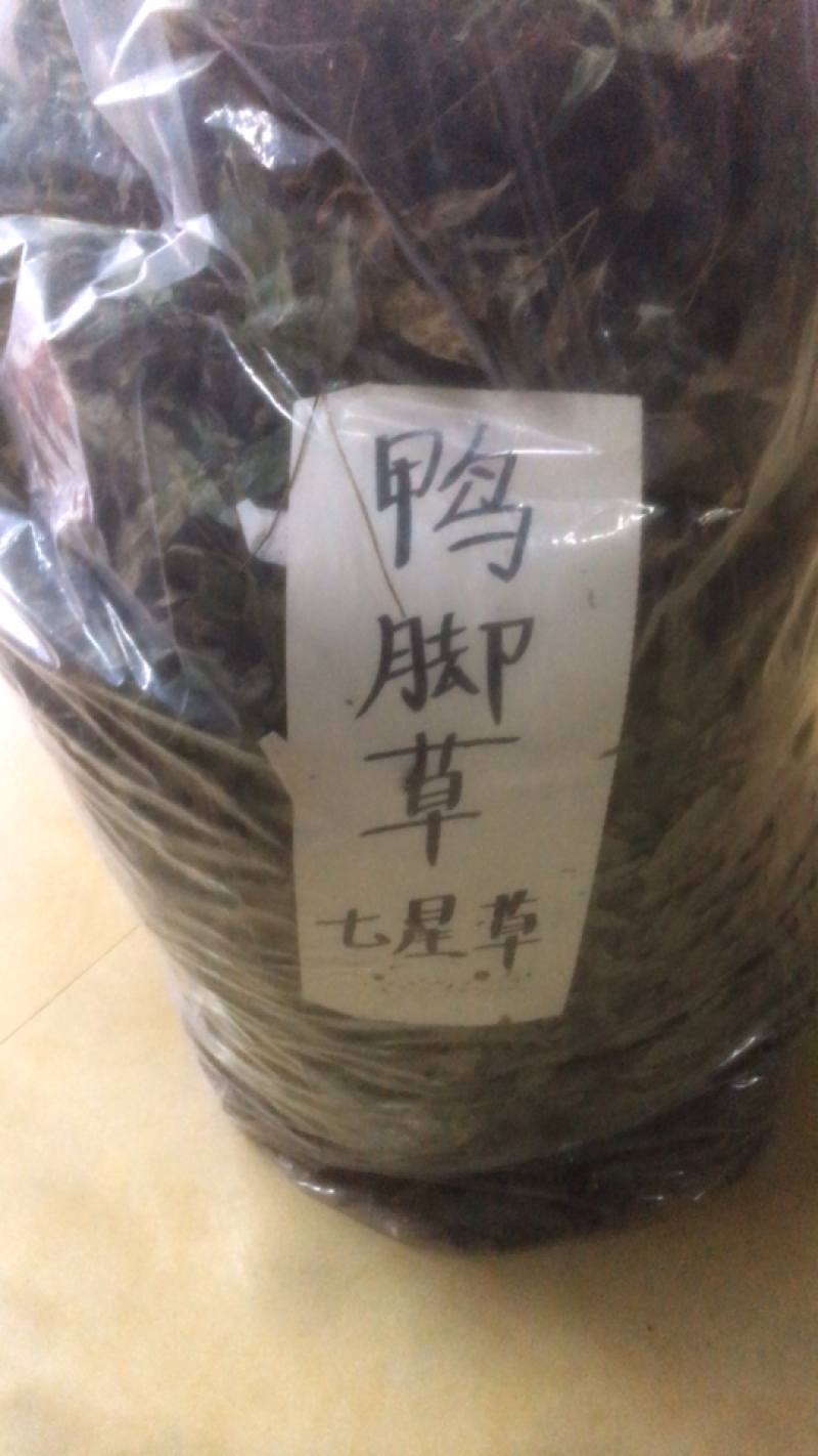 鸭跖草七星草