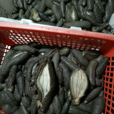 鲜海叁，天然深海海产，物美价廉，鲜甜美味，欢迎选购