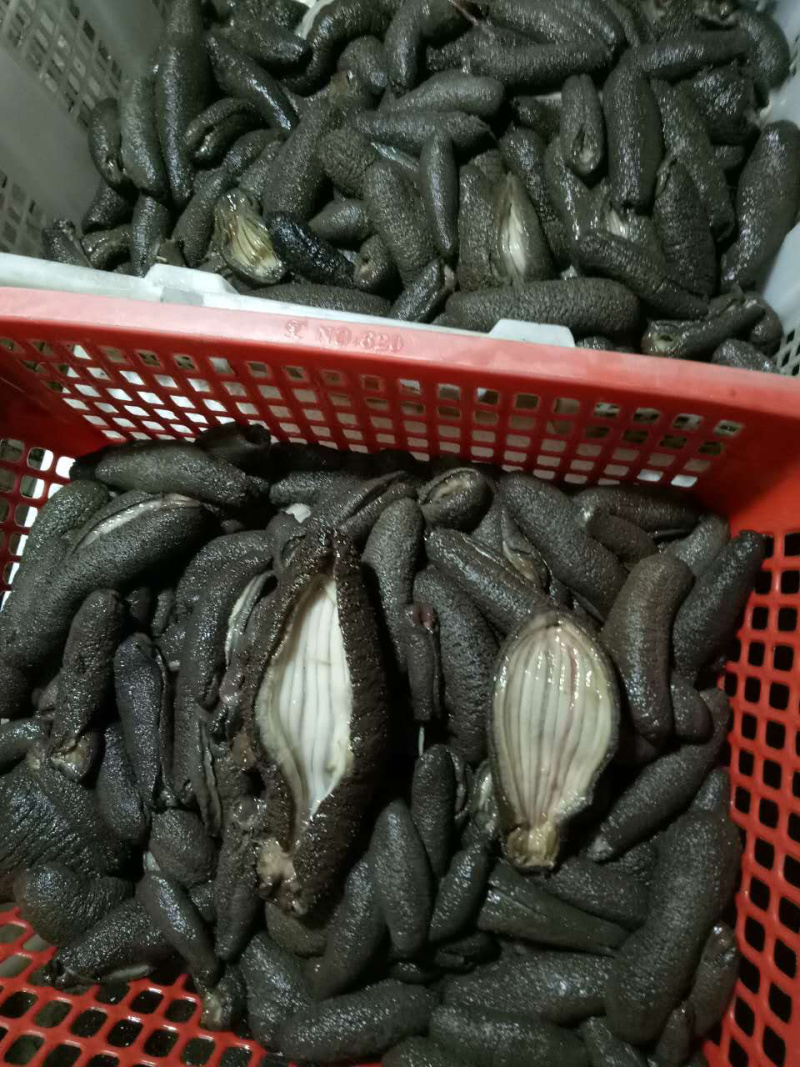 鲜海叁，天然深海海产，物美价廉，鲜甜美味，欢迎选购