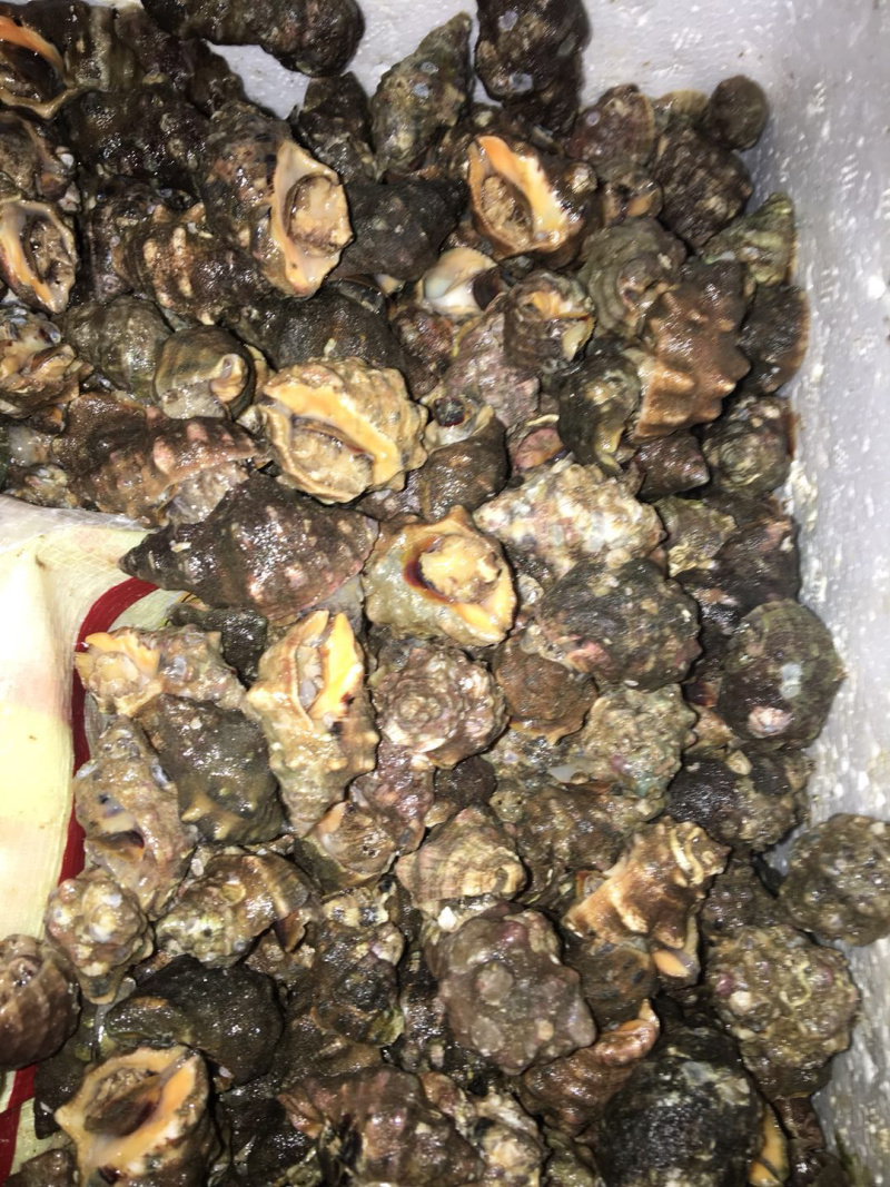 鲜海叁，天然深海海产，物美价廉，鲜甜美味，欢迎选购