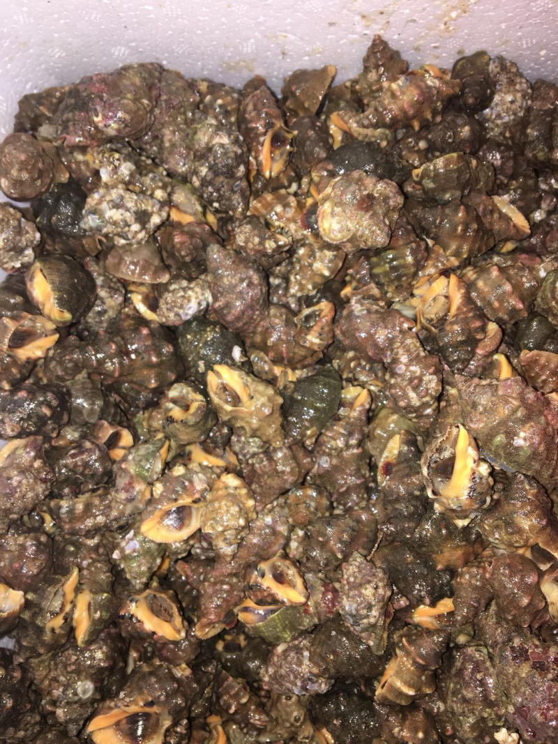 鲜海叁，天然深海海产，物美价廉，鲜甜美味，欢迎选购