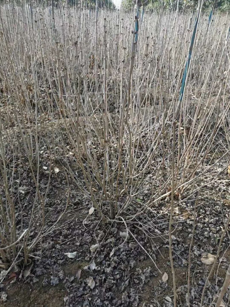 丁香，丁香球，丁香小苗，绿篱色块苗，紫丁香，白丁香，