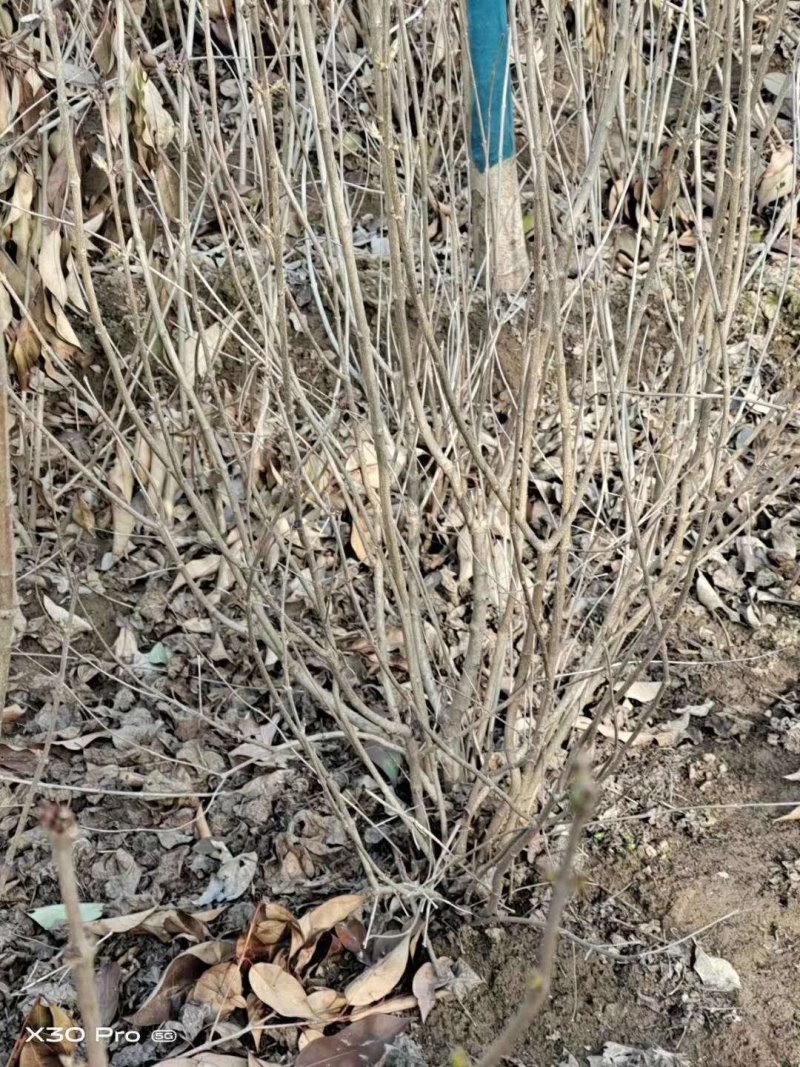 丁香，丁香球，丁香小苗，绿篱色块苗，紫丁香，白丁香，