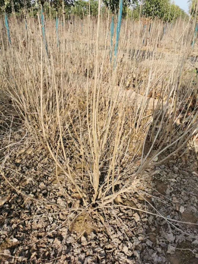 丁香，丁香球，丁香小苗，绿篱色块苗，紫丁香，白丁香，