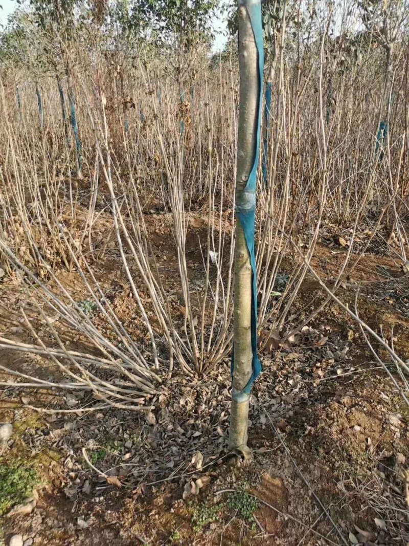 丁香，丁香球，丁香小苗，绿篱色块苗，紫丁香，白丁香，