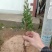 【产地直销】地柏苗树桩地柏树苗盆景地柏树桩苗盆栽铺地柏苗