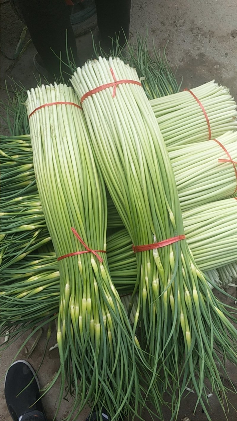 【热卖】亳州谯城区白帽蒜苔支持视频看货