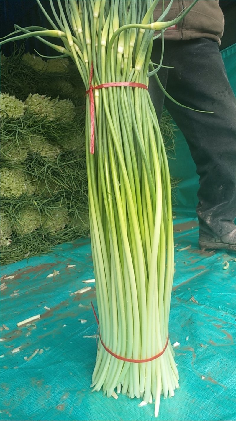 【热卖】亳州谯城区白帽蒜苔支持视频看货