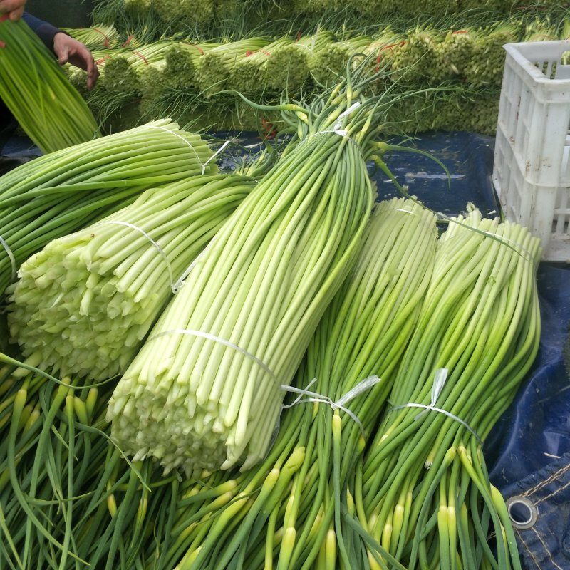 【热卖】亳州谯城区白帽蒜苔支持视频看货