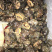 辣螺，天然深海海产，个头大货美，大量供应