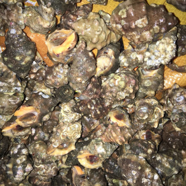 辣螺，天然深海海产，个头大货美，大量供应
