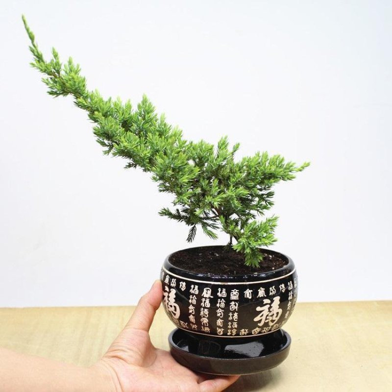 【产地直销】地柏苗树桩地柏树苗盆景地柏树桩苗盆栽铺地柏苗