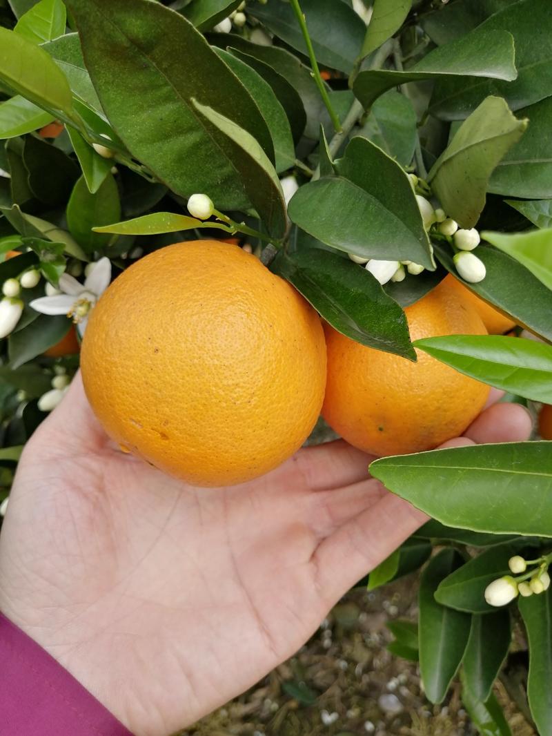 【夏橙】供应精品夏橙无干水皮薄个头大，专业代办代收。