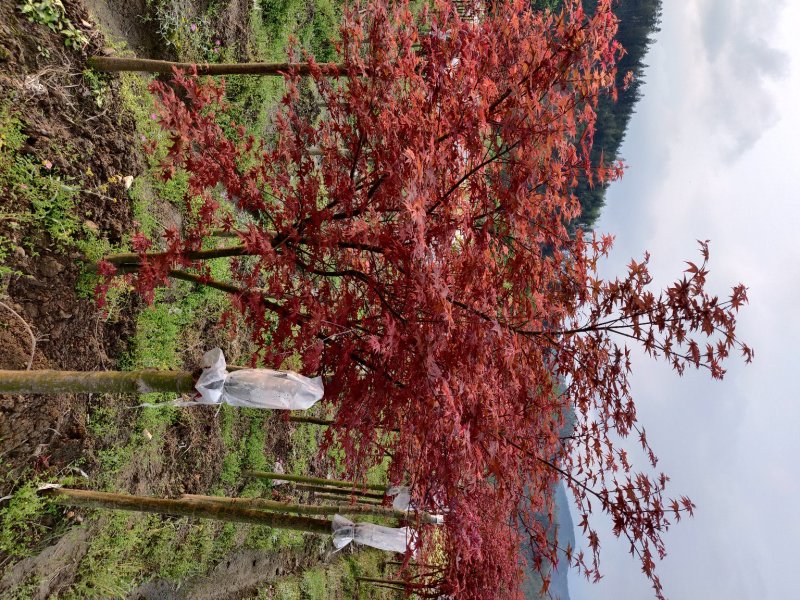 原生日本红枫红舞姬地径5-18公分好过不多