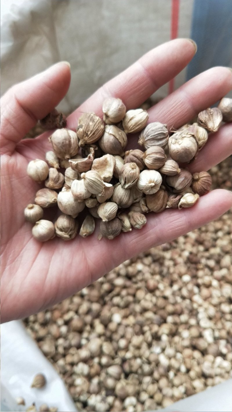 白寇白豆蔻调料药食两用正品质量非便宜货量大从优