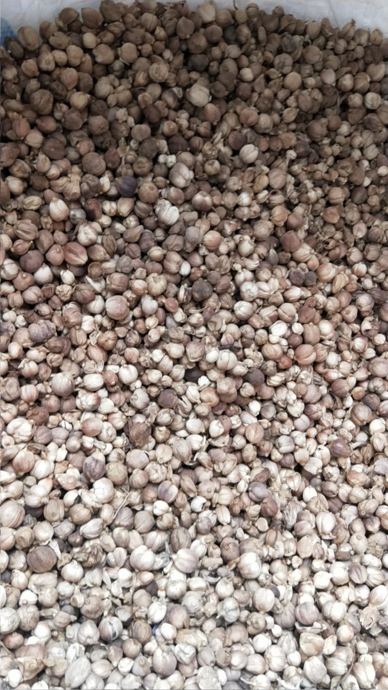 白寇白豆蔻调料药食两用正品质量非便宜货量大从优