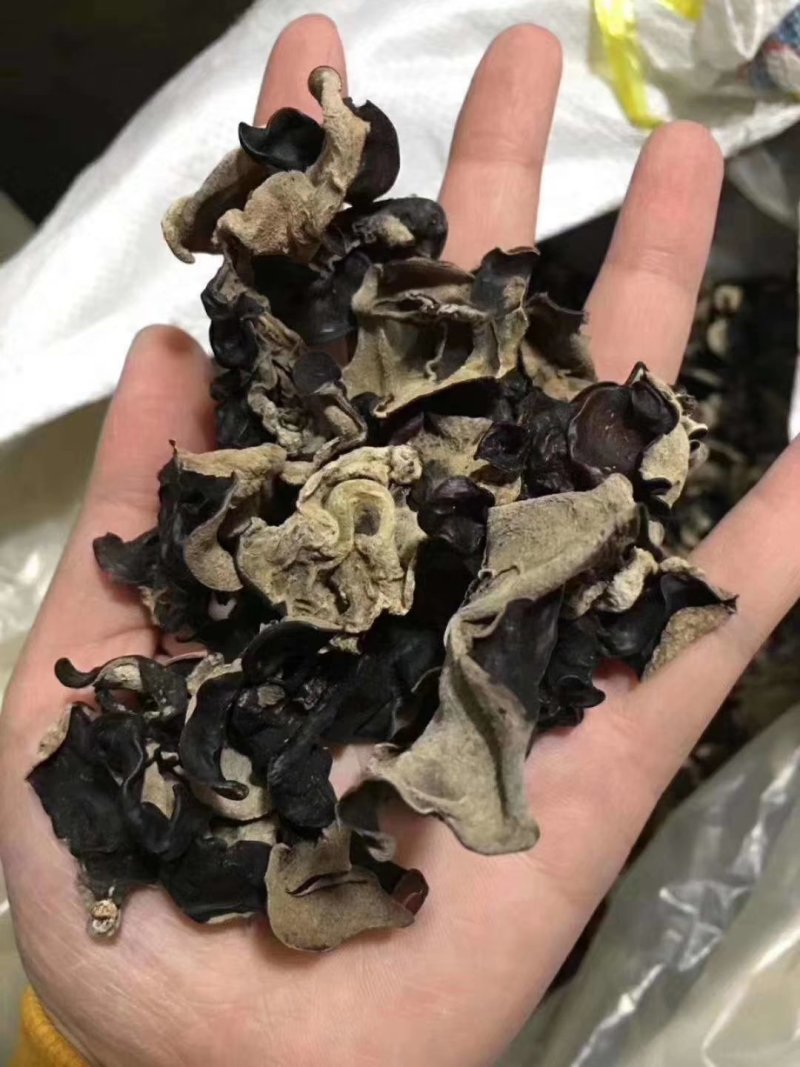 水洗毛木耳大量现货，地摊批发热卖