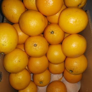 进口橙子5斤埃及橙南非橙榨汁商用原料轻微花皮介意慎拍