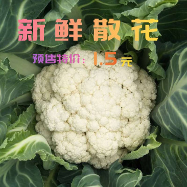 热卖新鲜散花菜，欢迎选购量大从优，全国发货