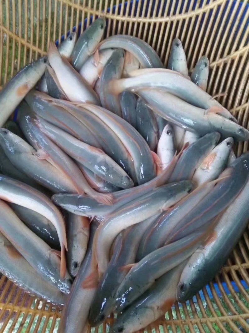 出售大规格金边白乌鱼