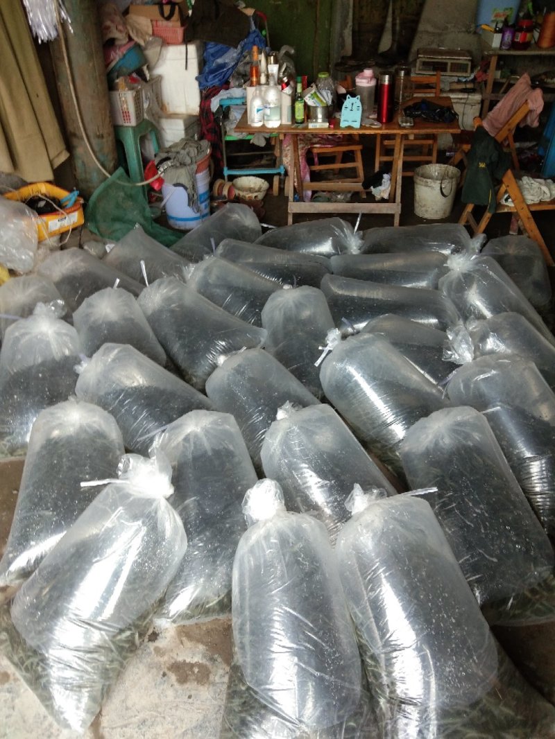 出售大规格金边白乌鱼