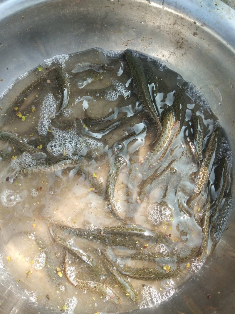 出售大规格金边白乌鱼
