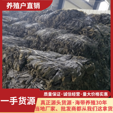 养殖户直销福建霞浦挂晒海带干净无沙