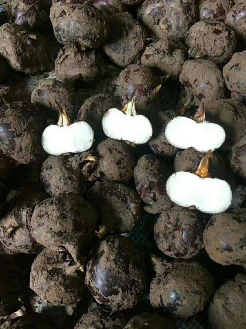 马蹄新鲜马蹄茨菇马蹄农家采摘一手货源地摊热卖跑江湖产品