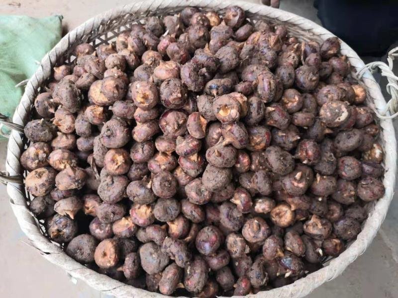 马蹄新鲜马蹄茨菇马蹄农家采摘一手货源地摊热卖跑江湖产品