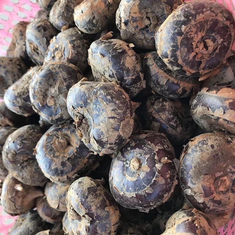马蹄新鲜马蹄茨菇马蹄农家采摘一手货源地摊热卖跑江湖产品