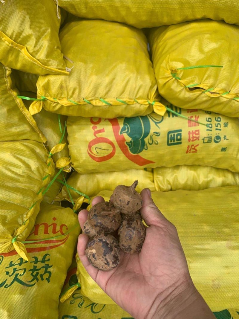 马蹄新鲜马蹄茨菇马蹄农家采摘一手货源地摊热卖跑江湖产品