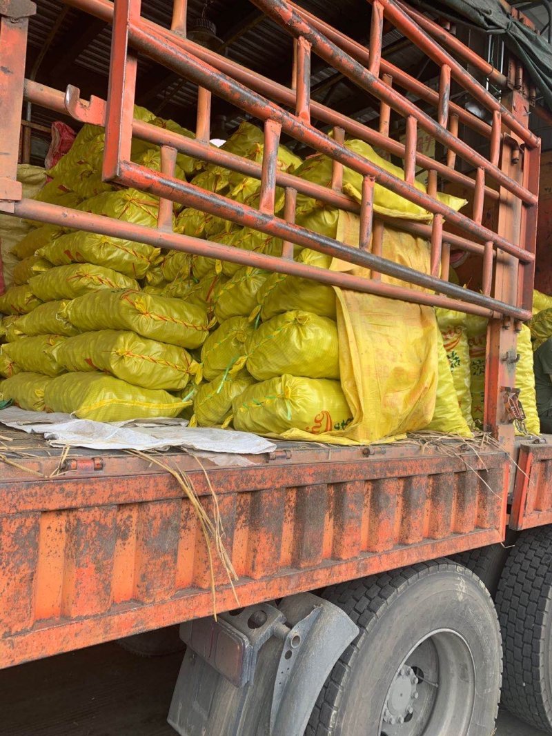 马蹄新鲜马蹄茨菇马蹄农家采摘一手货源地摊热卖跑江湖产品