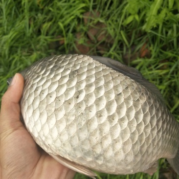 优质大小个体鲫鱼，1两~1斤多的白鲫，中科，彭泽鲫