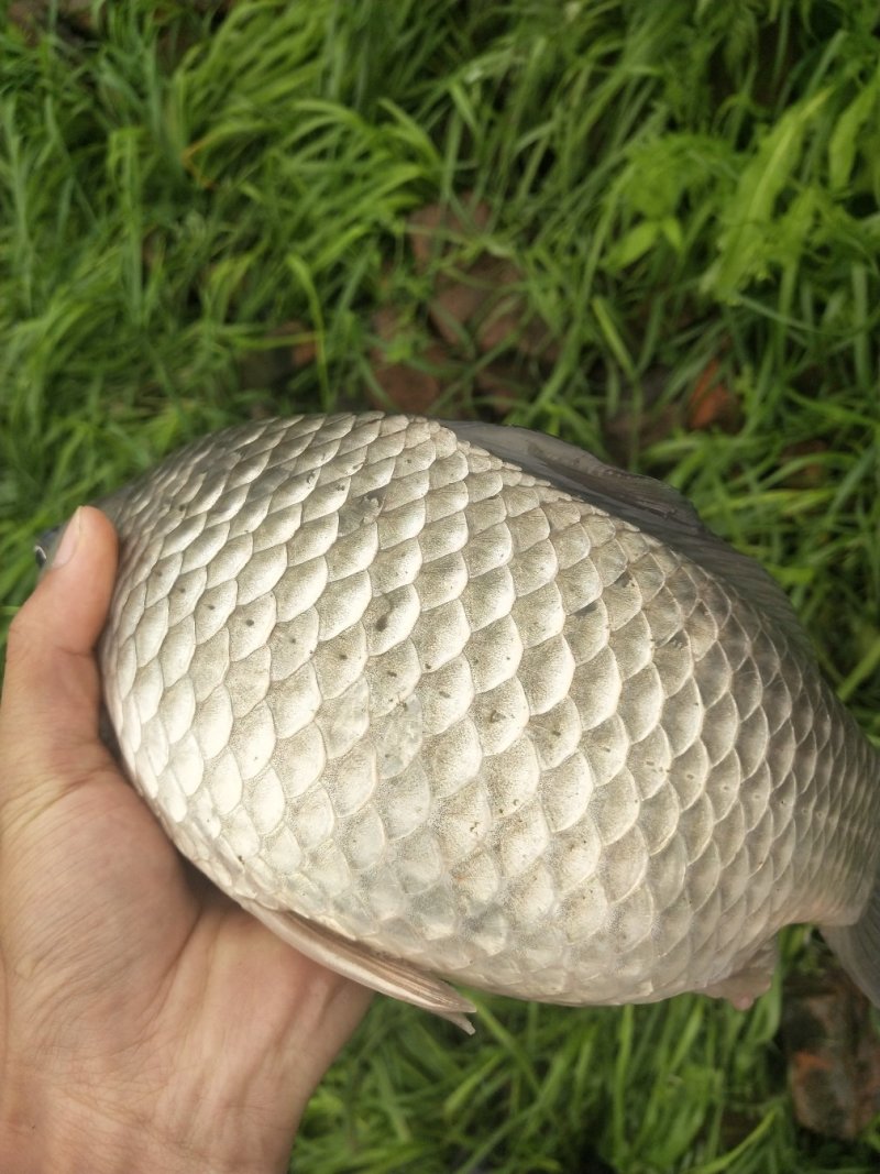 优质大小个体鲫鱼，1两~1斤多的白鲫，中科，彭泽鲫