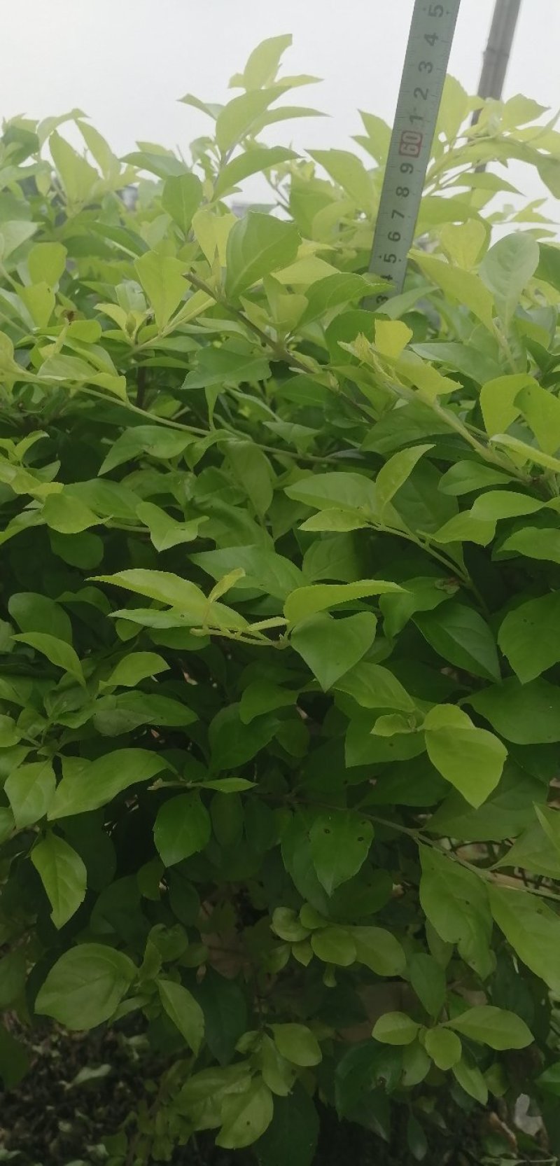黄素梅布袋苗黄叶假连翘
