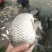 优质大个体鲫鱼，1两~1斤多彭泽鲫高背鲫