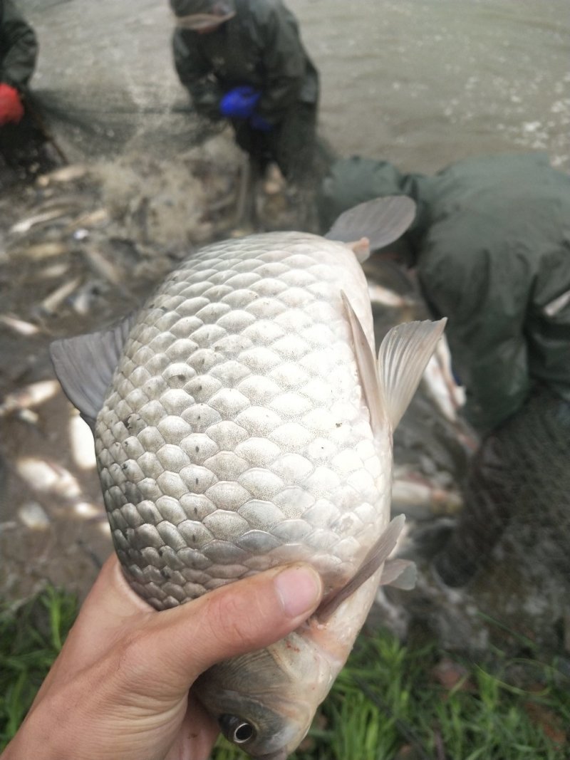 优质大个体鲫鱼，1两~1斤多彭泽鲫高背鲫