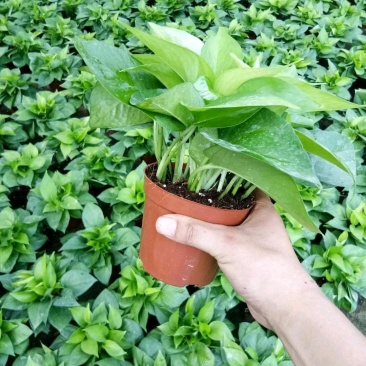 绿萝