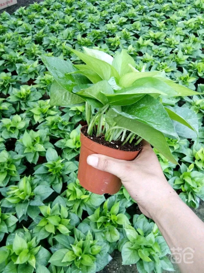 绿萝