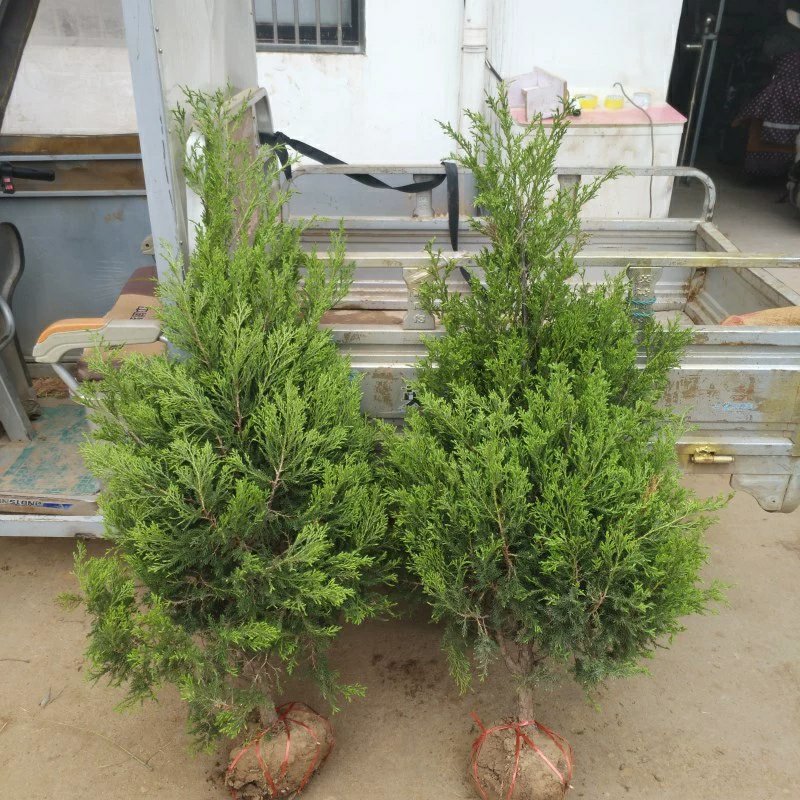 【蜀桧】耐寒松柏塔柏树苗墓地松柏塔柏苗蜀桧树苗绿化苗木