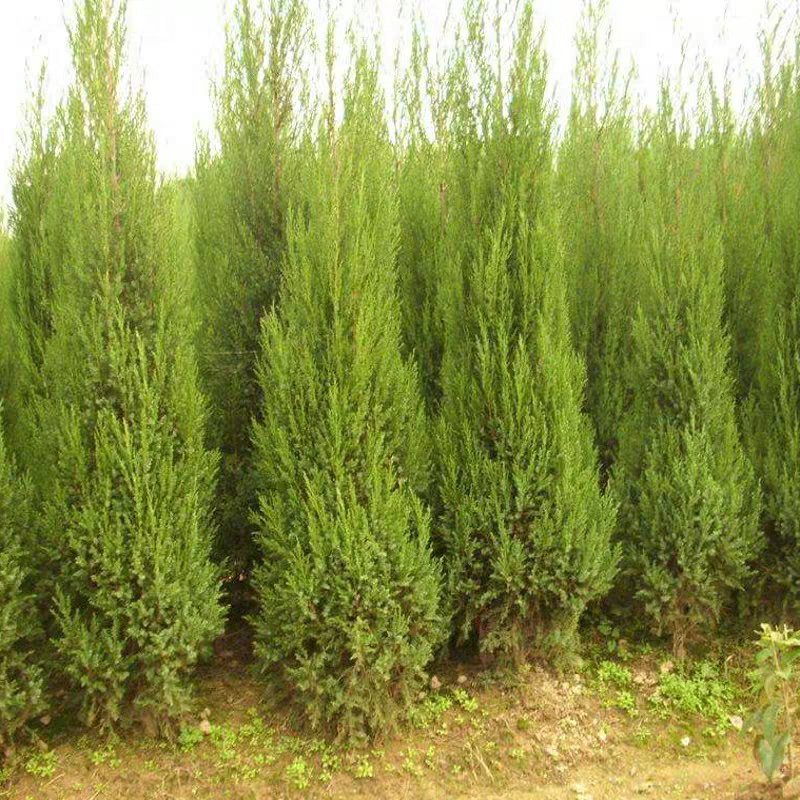 【蜀桧】耐寒松柏塔柏树苗墓地松柏塔柏苗蜀桧树苗绿化苗木