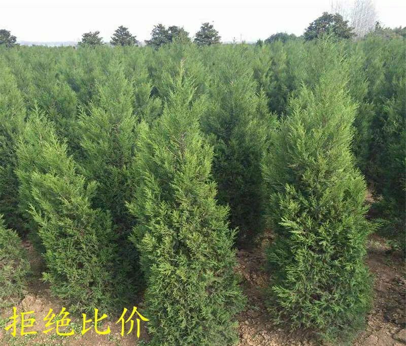 【蜀桧】耐寒松柏塔柏树苗墓地松柏塔柏苗蜀桧树苗绿化苗木